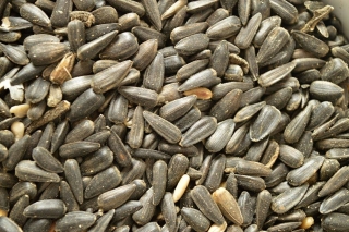 Slunečnice černá 1000g